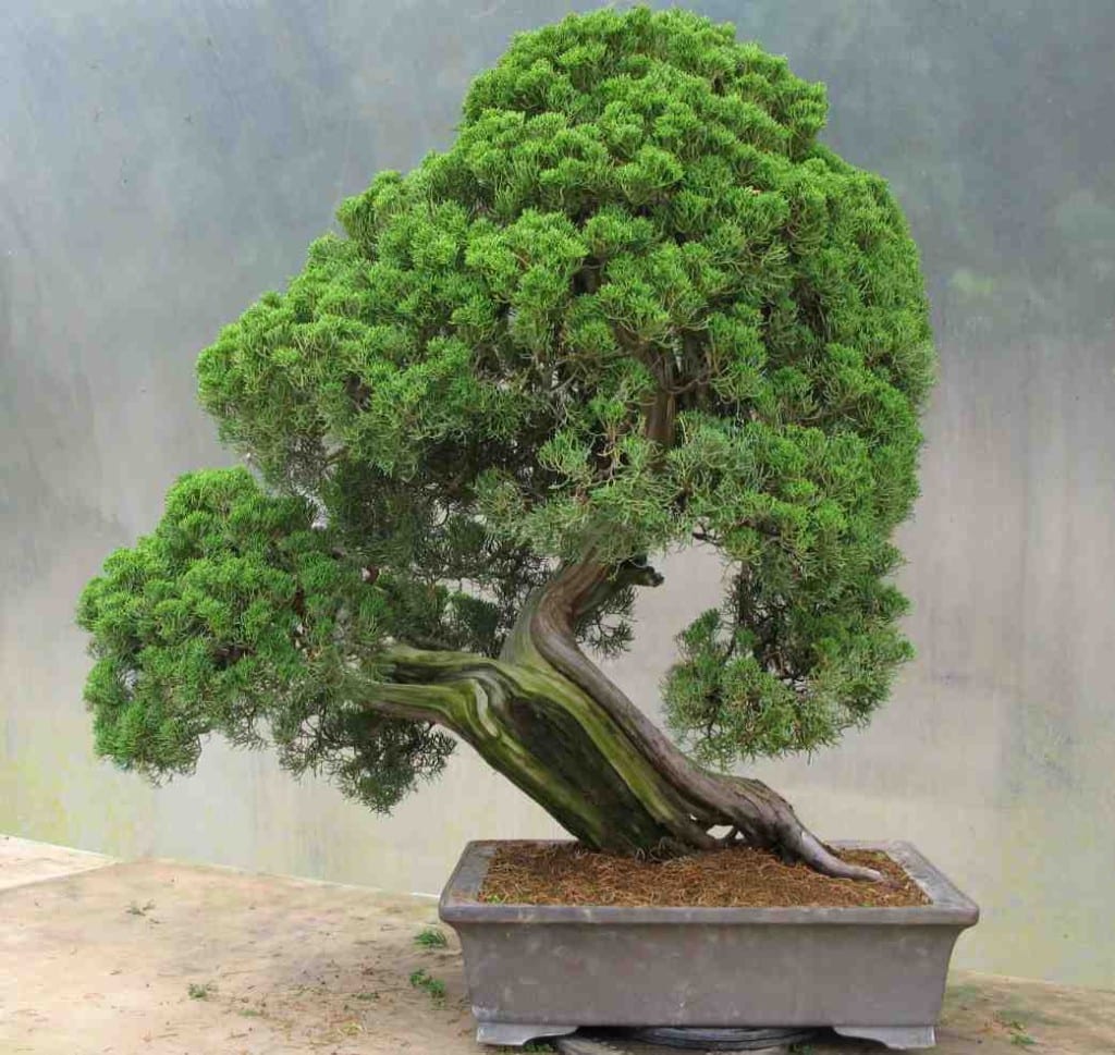 Gallery of Styled Bonsai Trees from LV Bonsai