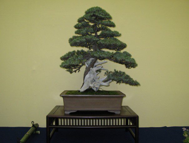 Japanese Needle Juniper Rigida
