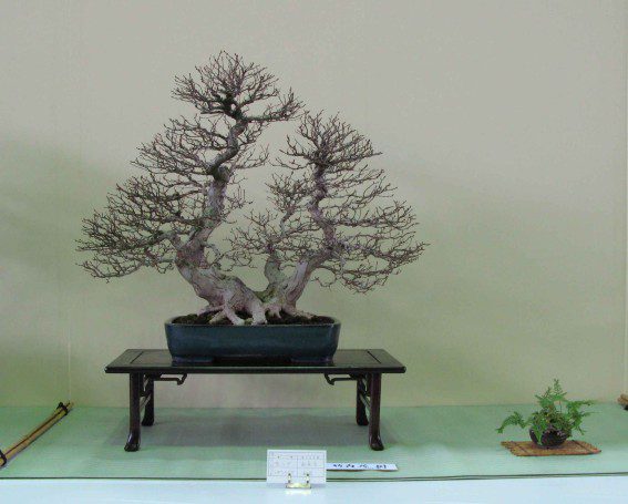 Korean Hornbeam