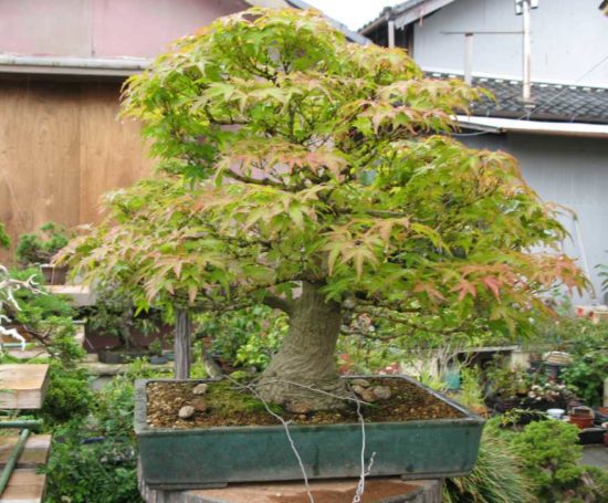 New Bonsai 2019