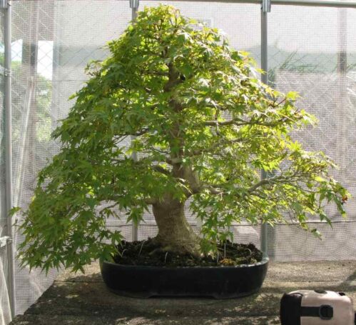 Japanese Mountain Maple