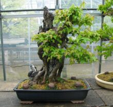 Trident Maple