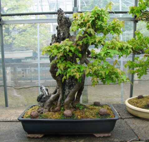 Trident Maple